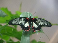 butterflies1 (254)